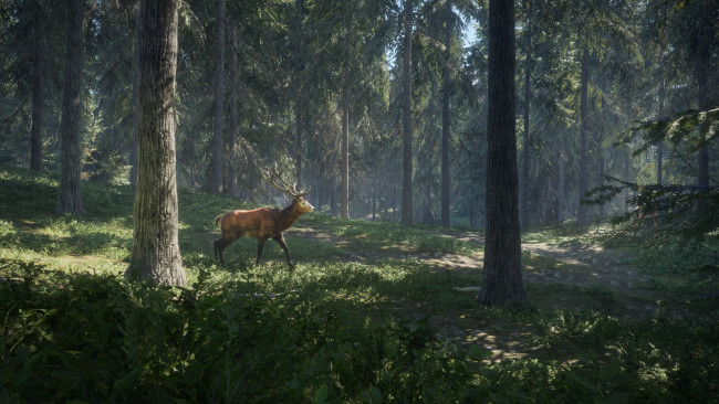 Обои картинки фото видео игры, the hunter, the, hunter