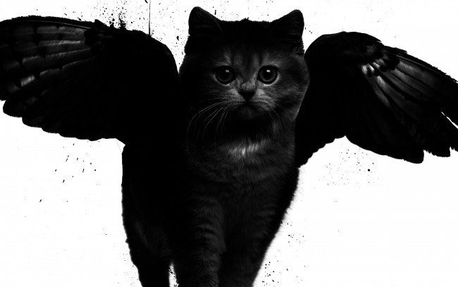 Обои картинки фото разное, компьютерный дизайн, кот, арт, крылья, черно-белое, стиль
