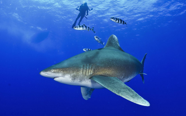 Обои картинки фото животные, акулы, акула