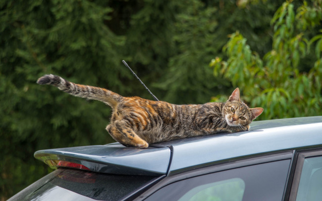 Обои картинки фото животные, коты, поездка, кошка, кот, машина, хвост, на, крыше, ситуация, авто