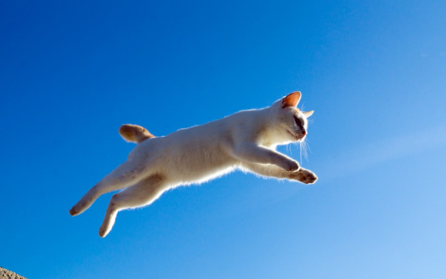 Обои картинки фото животные, коты, прыжок