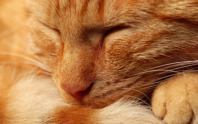 Обои картинки фото животные, коты, сон, рыжий, макро, отдых, кошка, кот