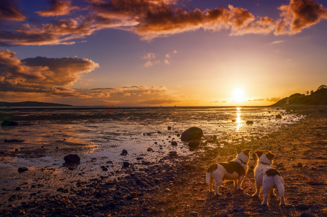 Обои картинки фото животные, собаки, друзья, берег, закат