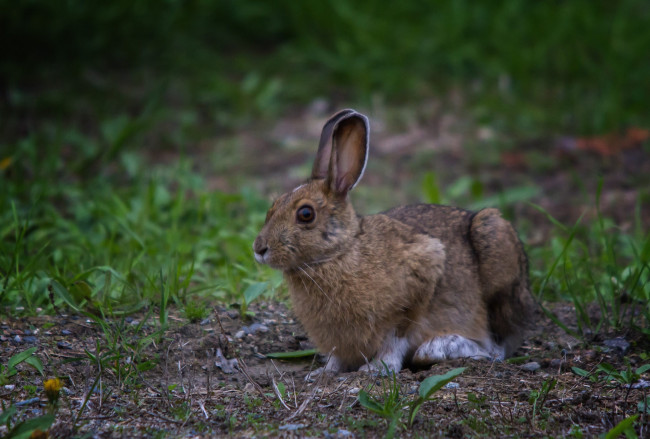 Обои картинки фото животные, кролики,  зайцы, заяц