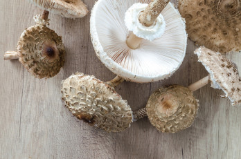 Картинка еда грибы +грибные+блюда зонтики