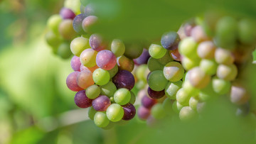 Картинка природа ягоды +виноград гроздья