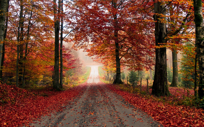 Обои картинки фото природа, дороги, листопад, дорога, осень