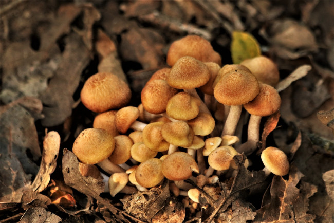 Обои картинки фото природа, грибы, опята
