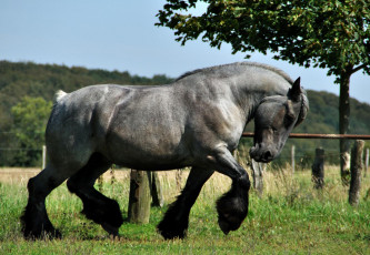 обоя belgian brabanson, животные, лошади, belgian, brabanson, животное, лошадь, копытное, грива, хвост, тяжеловоз