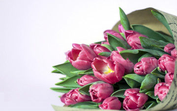 Картинка цветы тюльпаны лиловый бутоны