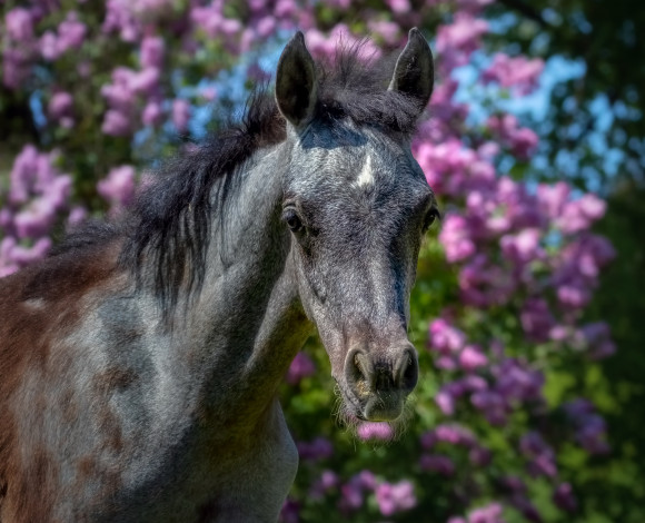 Обои картинки фото животные, лошади, жеребенок, цветы