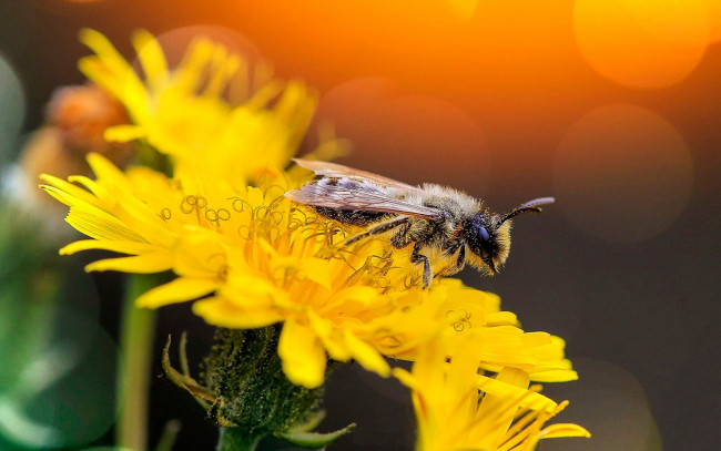 Обои картинки фото животные, пчелы,  осы,  шмели, пчела, насекомое, цветок, одуванчик