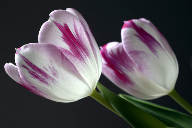 Обои картинки фото цветы, тюльпаны, дуэт