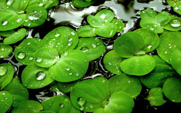 обоя природа, листья, зеленые, вода, капли