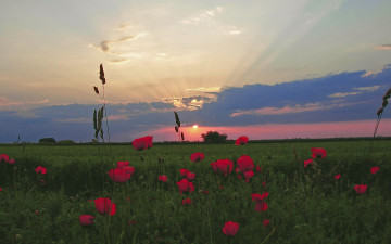 Картинка природа луга луг трава маки закат