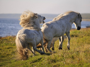 обоя horses, лошади, заполярного, круга, животные