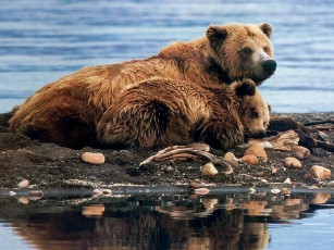 Картинка животные медведи