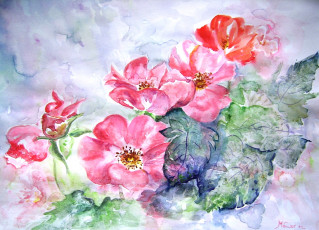 Картинка рисованные цветы шиповник