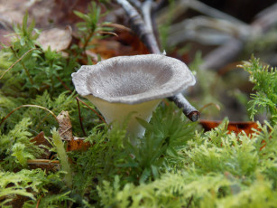 Картинка природа грибы трава гриб