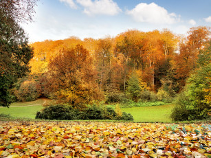 Картинка природа парк деревья листва осень кусты