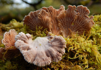 Картинка природа грибы макро веера
