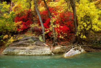 Картинка природа парк река осень деревья кусты