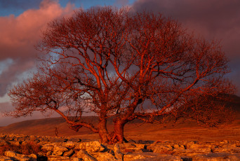 Картинка природа деревья дерево закат sunset tree