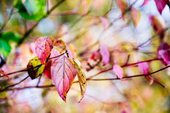 Картинка природа листья осень дерево желтые ветки красные боке макро