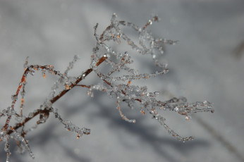 Картинка природа макро веточка лед зима холод серый