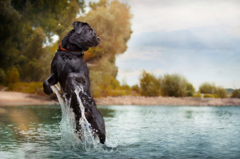 Картинка животные собаки собака прыжок брызги