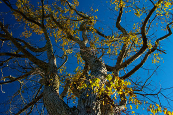 Картинка природа деревья небо дерево ствол ветки листья осень