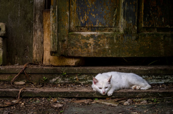 Картинка животные коты белый кот дверь