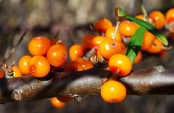 Картинка природа Ягоды листья оранжевые облепиха ягоды ветка