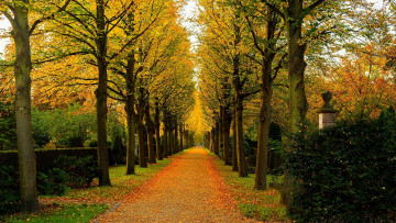 Картинка природа дороги nature forest park trees leaves colorful road path autumn fall colors walk листья осень деревья дорога лес парк