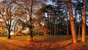 Картинка природа парк осень деревья листья