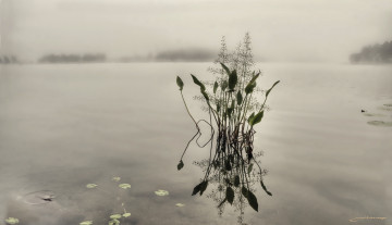 Картинка природа макро озеро вода утро туман растения