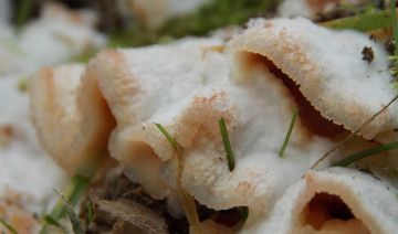 Картинка природа грибы волнистые макро