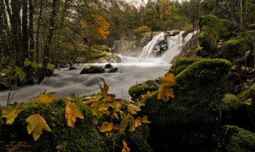 Картинка природа водопады лес водопад вода мох деревья камни листья поток