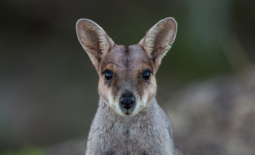 Картинка животные кенгуру взгляд мордочка