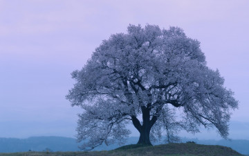 Картинка природа деревья весна цвтение дерево