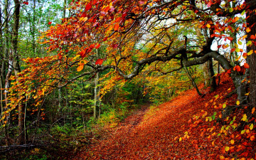 Картинка природа лес nature path walk colors парк autumn fall road forest park trees leaves colorful деревья листья осень дорога