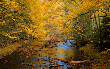 Картинка природа реки озера пейзаж лес деревья осен nature river landscape forest trees autumn scenery view