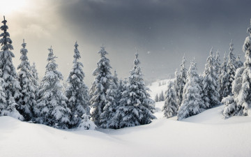Картинка природа зима елки снег snow landscape winter