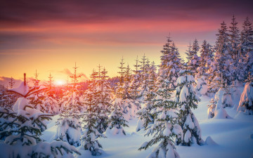 Картинка природа зима закат елки деревья sunset tree snow nature winter снег