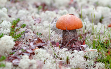 Картинка природа грибы макро мох подосиновик трава
