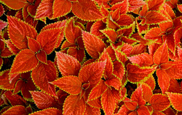 Картинка природа листья колеус блюме растение макро