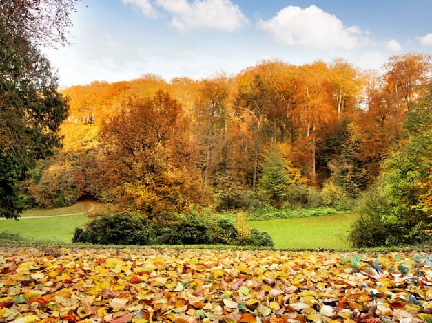 Обои картинки фото природа, парк, деревья, листва, осень, кусты