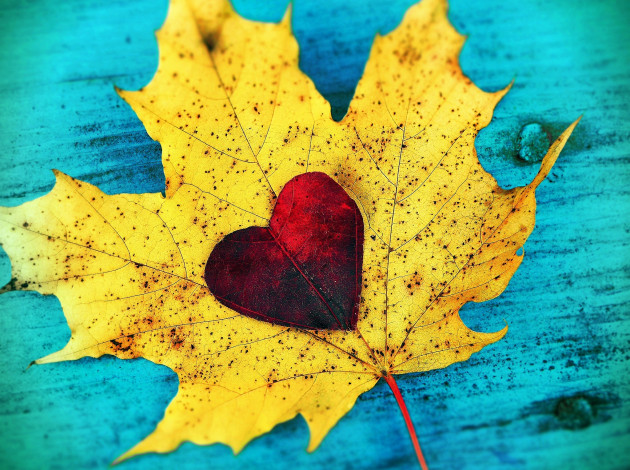 Обои картинки фото природа, листья, любовь, autumn, love, сердце, heart, fall, leaves, leaf, листопад