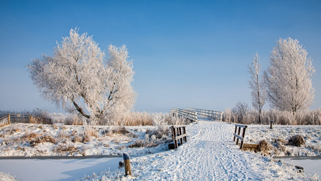 Обои картинки фото природа, зима, деревья, мост, снег