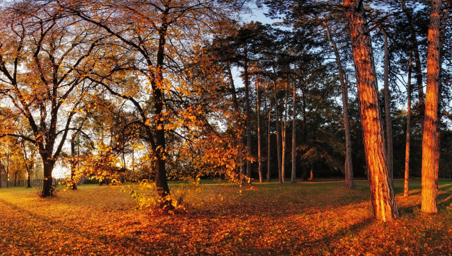 Обои картинки фото природа, парк, осень, деревья, листья